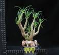 Cotyledon reticulata