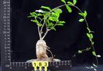 Fouquieria splendens