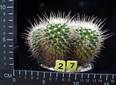 Mammillaria beiselii