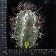 Astrophytum capricorne