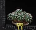 Mammillaria magnimamma
