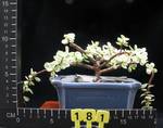 Portulacaria afra