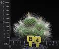 Mammillaria spinossisima v. monospina