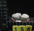 Lithops lesliei v. kimberley