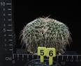 Mammillaria nejapensis