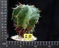 Astrophytum ornatum v. nudum
