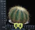 Notocactus warasii
