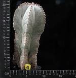 Astrophytum strongylogonum