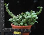 Monadenium ritchiei