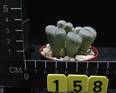 Lithops olivacea