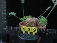 Pelargonium sp.