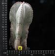 Astrophytum strongylogonum