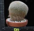 Mammillaria celsiana