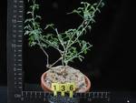Zygosycios tripartitus