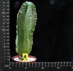 Astrophytum strongylogonum v. nudum