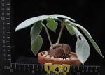 Rechsteineria leucotricha