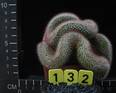 Mammillaria spinosissima f. cristata