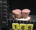 Lithops euniceae