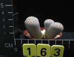 Lithops karasmontana