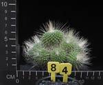 Mammillaria spinossisima v. monospina