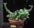 Monadenium ritchiei