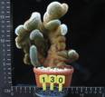 Cleistocactus strausii cristata
