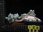 Pachyphytum oviferum