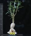 Pachypodium succulentum