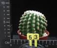 Echinocactus grusonii v. inermis