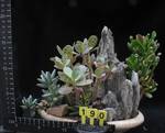 Kalanchoe marmorata
