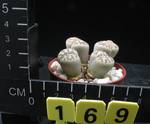 Lithops dorotheae