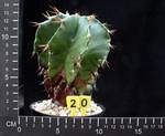 Astrophytum ornatum v. nudum