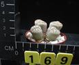 Lithops dorotheae