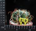 Ferocactus latispinus