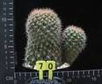Weingartia erinacea