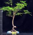 Operculicarya decaryi