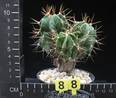 Astrophytum ornatum