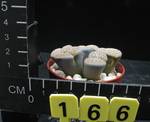 Lithops schwantesii v. kunjasensis