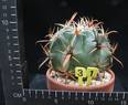 Ferocactus latispinus