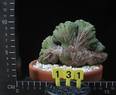 Euphorbia obesa cristata