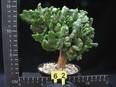 Euphorbia enopla f. cristata
