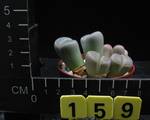 Lithops olivacea v. nebrownii