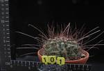 Hamatacactus hamatacanthus