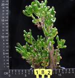 Crassula hobbit