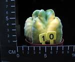 Astrophytum myriostigma