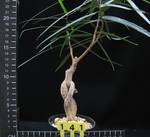 Brachychiton rupestris