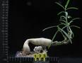 Pachypodium succulentum