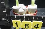 Lithops marmorata
