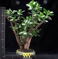 Crassula ovata