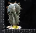 Astrophytum ornatum v. mirbelii